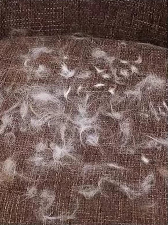 Brown couch cushion covered in white pet fur