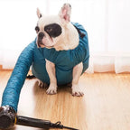 French bulldog sitting in the puffed-up bag with a hair dryer in the hose