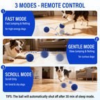 Border collie chasing the ball indoors in fast, gentle and roll-only modes