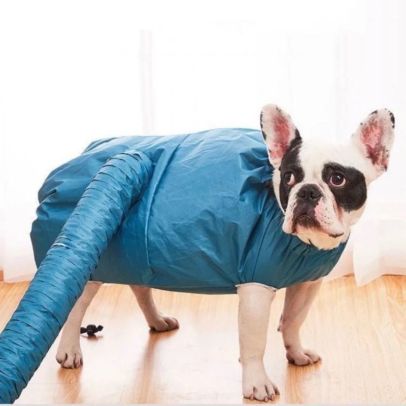 French bulldog in a blue drying bag